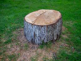 How Our Tree Care Process Works  in  Flora, MS
