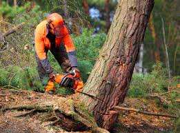 Trusted Flora, MS Tree Care Experts