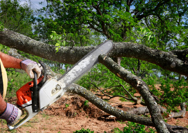 Leaf Removal in Flora, MS